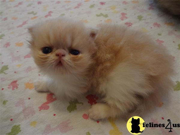 Purr Babies Persian Kittens