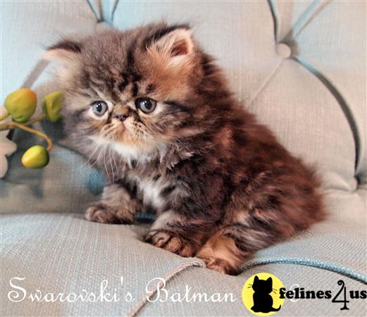 persian brown tabby kittens for sale