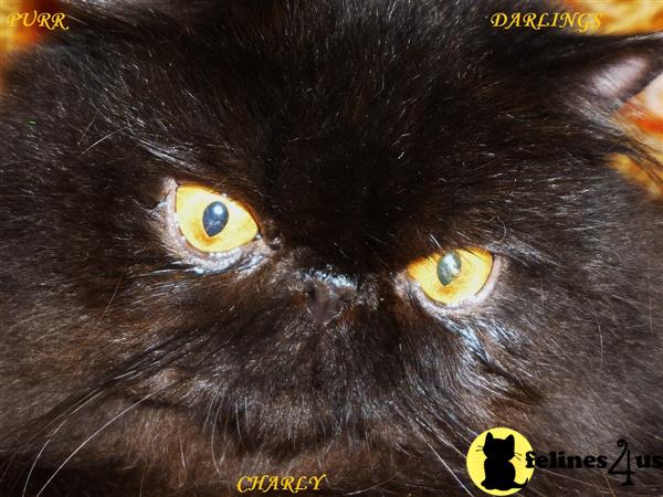 CFA Pure Persian Gorgeous Black Male - Purr Darlings