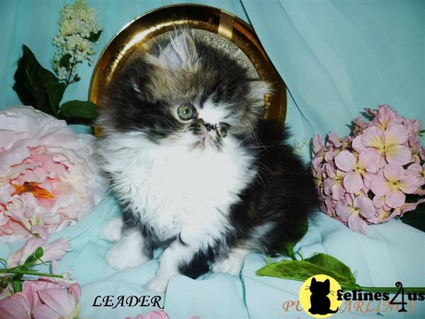 persian brown tabby kittens for sale