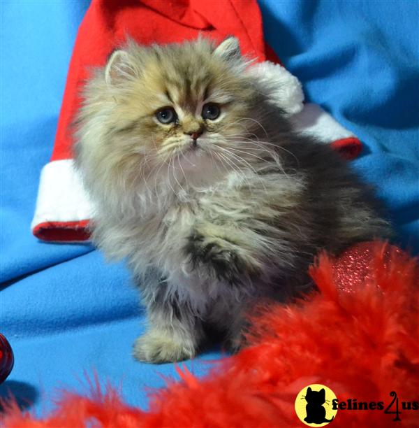 Persian Kitten for Sale: Golden Tabby Persian Kittens For ...
