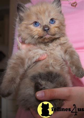 Ragdoll Kitten for Sale: Rare TICA Seal Colorpoint Mink ...