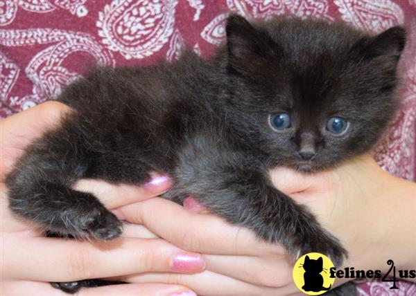 Ragdoll Kitten for Sale: Very Rare TICA Black SOLID ...