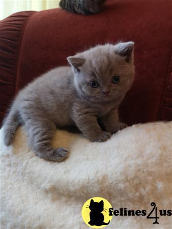 a british shorthair kitten on a couch