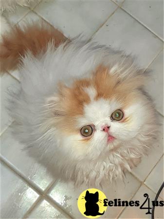 a persian cat with a sad face