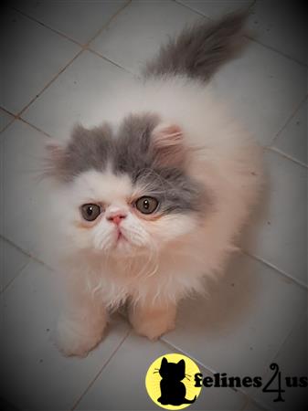 a persian cat standing on a tile floor
