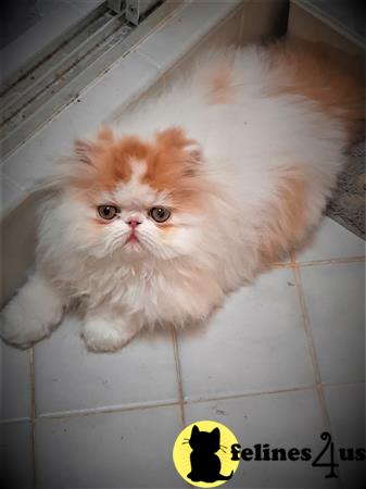 a persian cat sitting on a tile floor