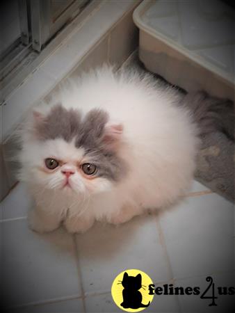 a persian cat lying on a tile floor