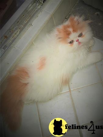 a persian cat lying on a tile floor