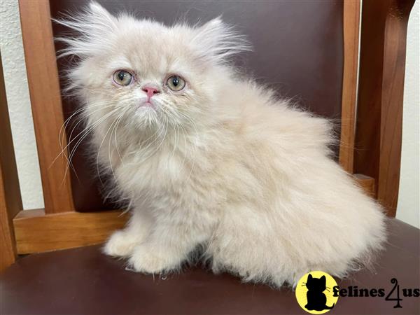 a persian cat sitting on a chair