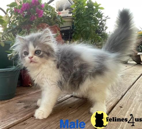 a persian cat walking on a wood surface