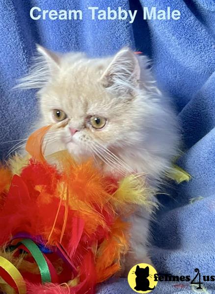 a persian cat sitting on a chair