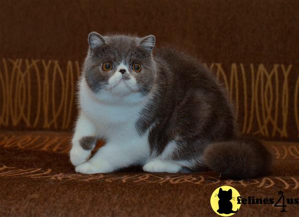 a exotic shorthair cat sitting on a couch