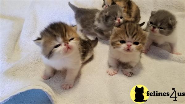 a group of exotic shorthair exotic shorthair kittens
