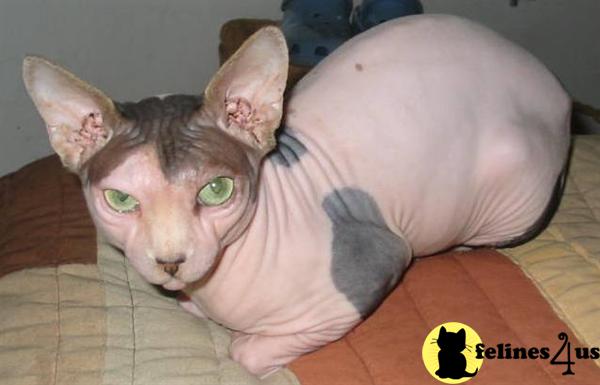 a sphynx cat with a human face