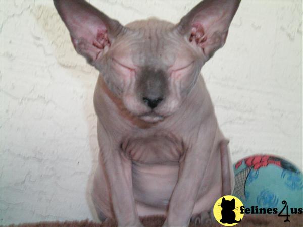 a sphynx cat with a human face