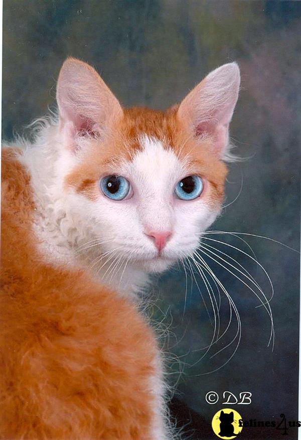 a laperm cat with blue eyes