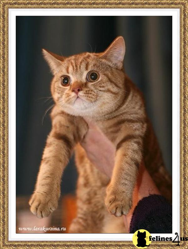 a british shorthair cat in a frame