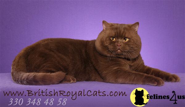 a british shorthair cat lying on a bed