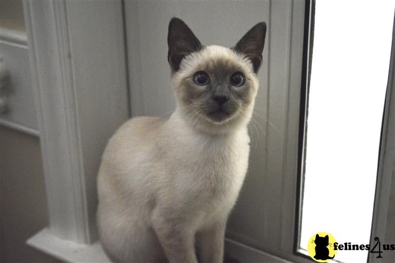 a siamese cat sitting on a window sill