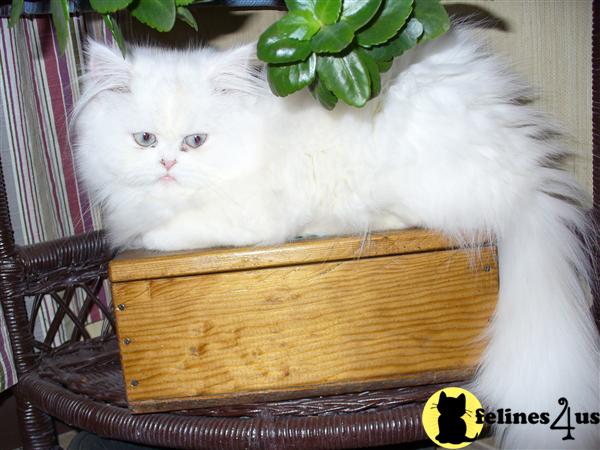 a white persian cat sitting in a basket
