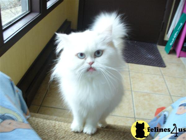 Persian stud cat