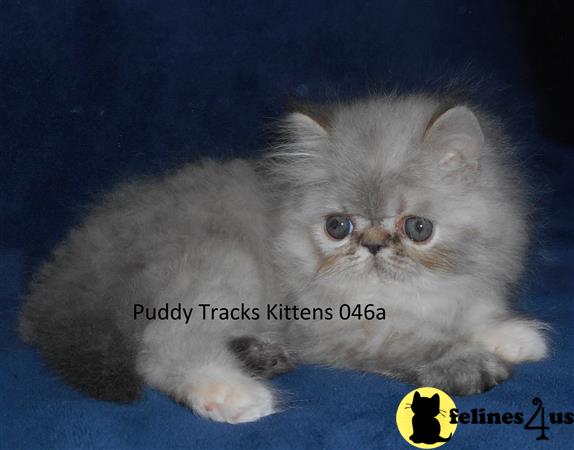 Himalayan Kitten for Sale: Beautiful Tortie Lynx Point Exotic Baby Girl ...