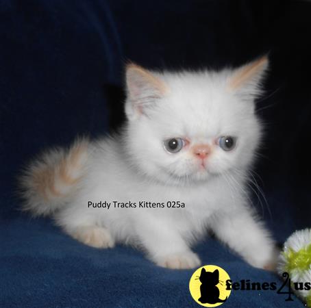 Very Cute Flame Point Exotic Short Hair Baby Boy - for sale