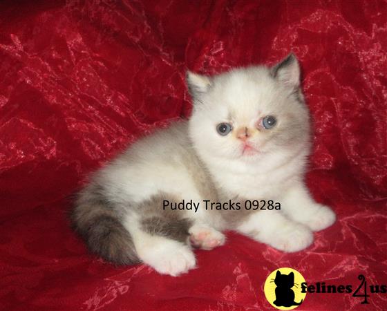 a exotic shorthair kitten on a red blanket