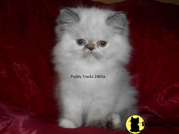 Super Delicious Tortie Point Himalayan Baby Girl - RESERVED