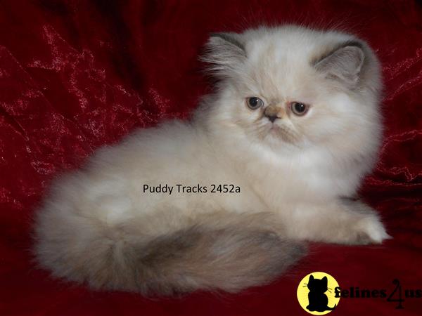 Super Delicious Tortie Point Himalayan Baby Girl - RESERVED