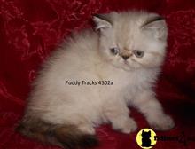 Exotic Shorthair Kittens For Sale