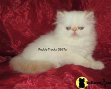 Himalayan Kittens For Sale