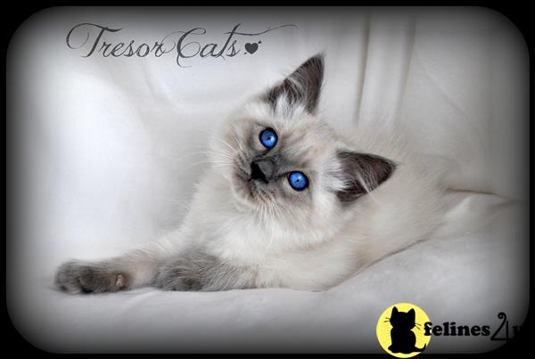 a balinese cat with blue eyes