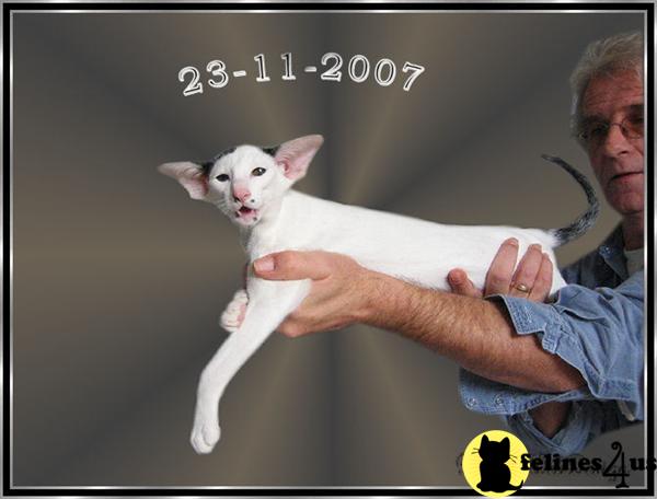 a person holding a white oriental cat