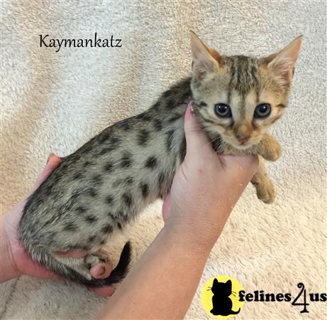 a person holding a savannah kitten