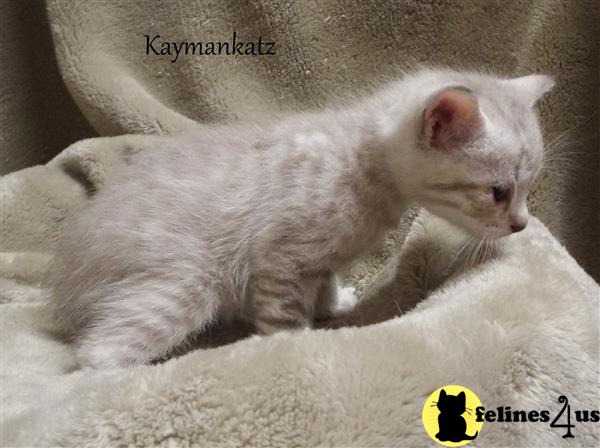 a savannah cat lying on a blanket