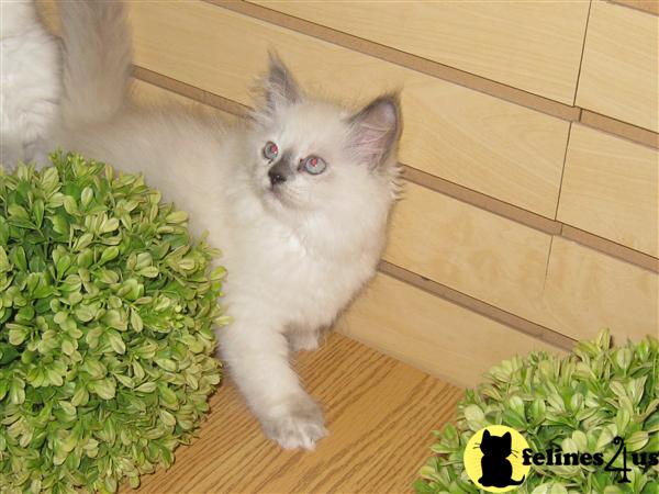 Himalayan Kittens For Sale