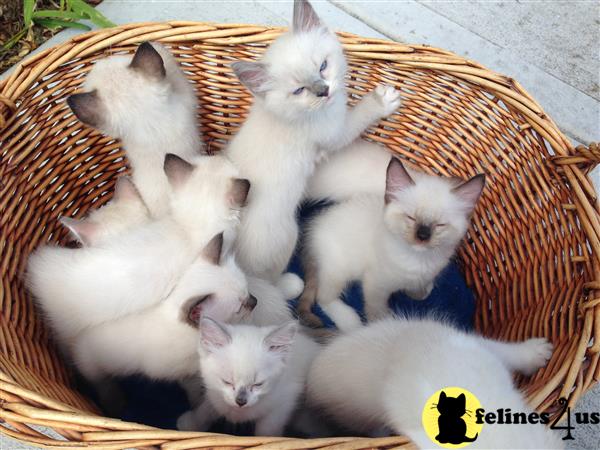 a basket of ragdoll ragdoll kittens