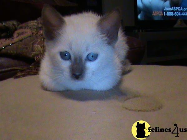 a siamese cat with blue eyes