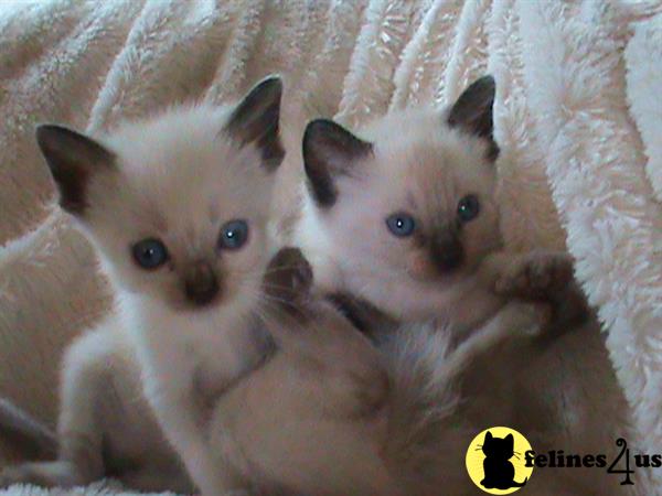 a group of siamese siamese kittens