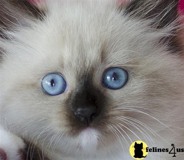 Siberian kitten for sale