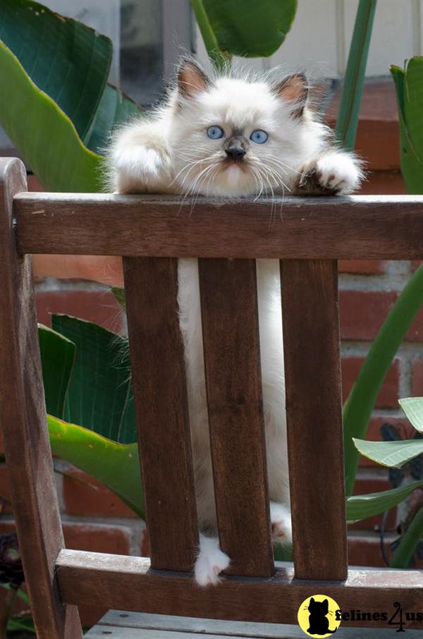 Siberian kitten for sale