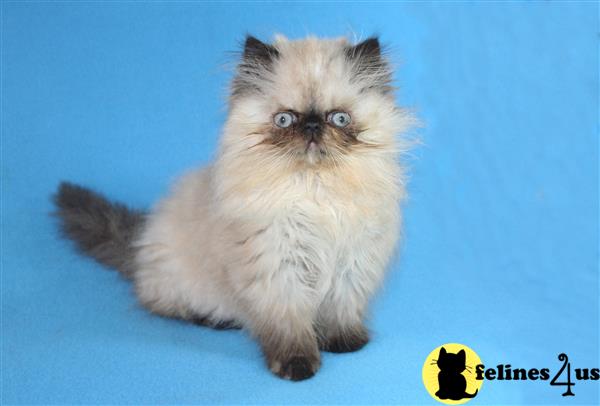 Himalayan Kitten For Sale: Beautiful Seal Point Baby Girl 5 Yrs And 5 