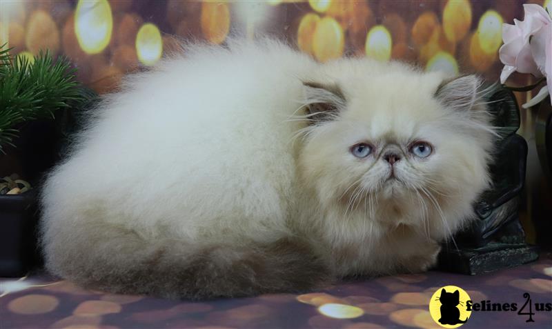 a himalayan cat lying on a bed