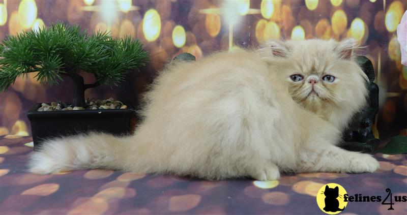 a persian cat lying on a bed