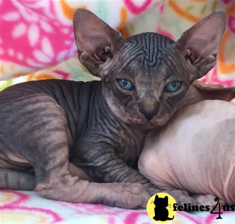 a sphynx cat lying on a bed