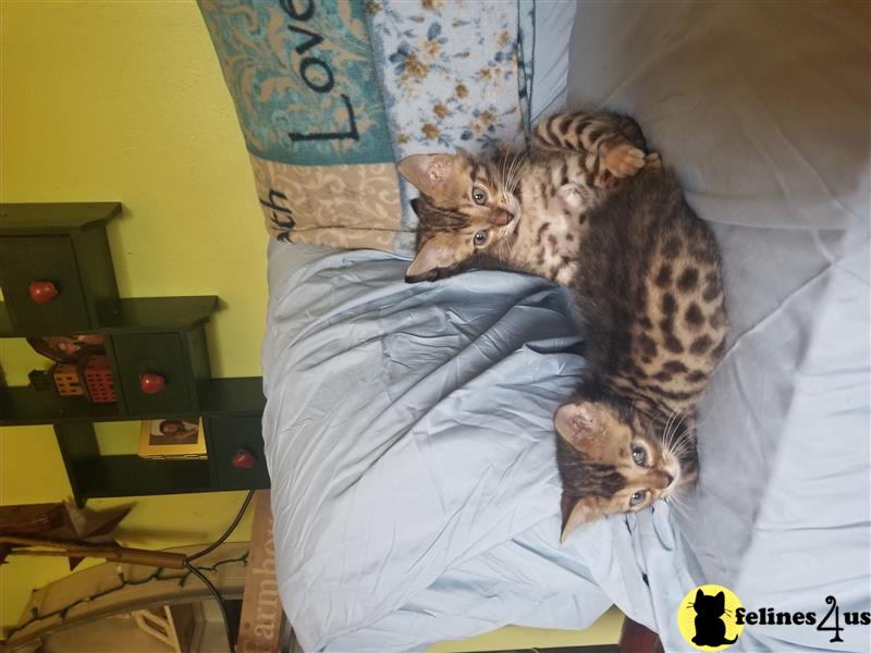 a group of bengal bengal kittens on a bed