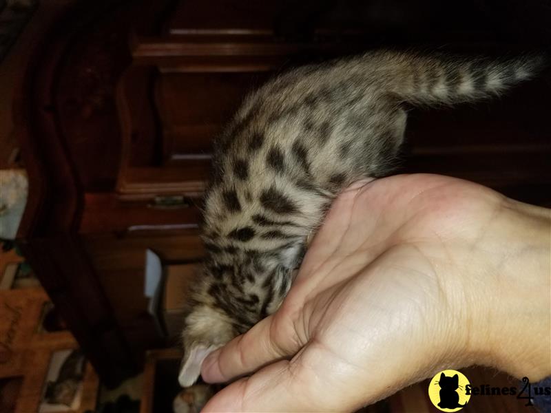 a bengal cat on a persons hand