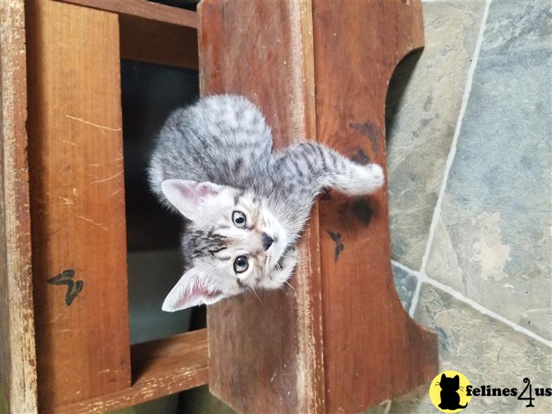 a bengal kitten climbing on a wooden fence